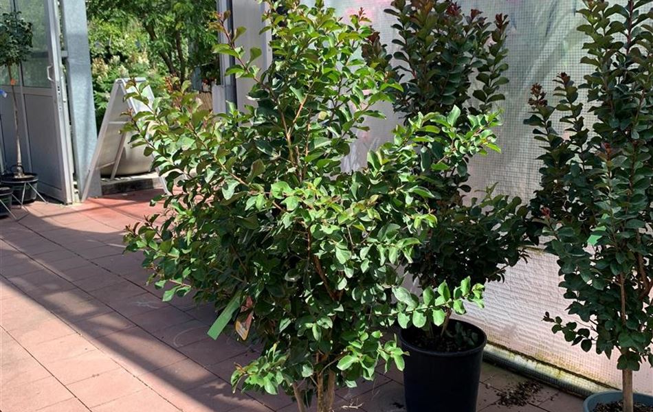 Lagerstroemia indica 'Rosea'