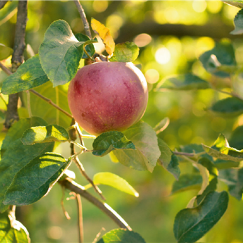 "Jetzt ist Obstpflanzzeit"