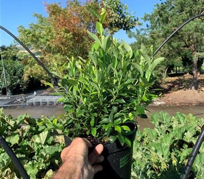 Vaccinium corymbosum 'Tophat'