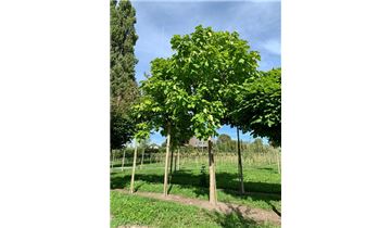 Gartenpflanzen Daepp