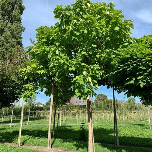 Catalpa bignonioides Hochstamm Solitär