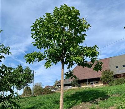Catalpa bignonioides Solitär Hochstamm