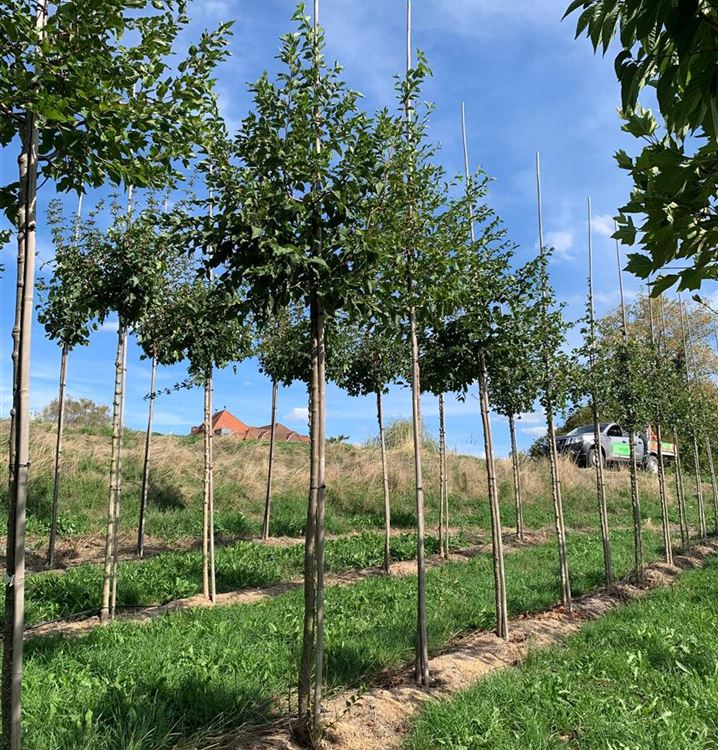 Gemeine Hopfenbuche
