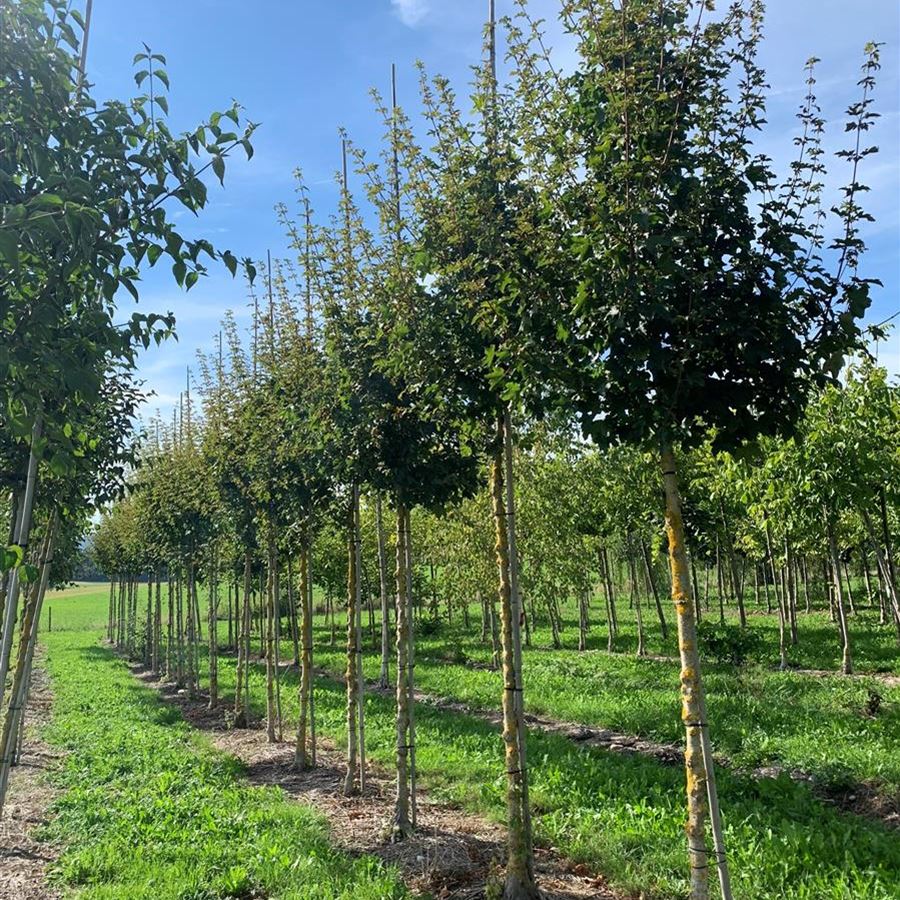 Acer campestre 'Elsrijk'