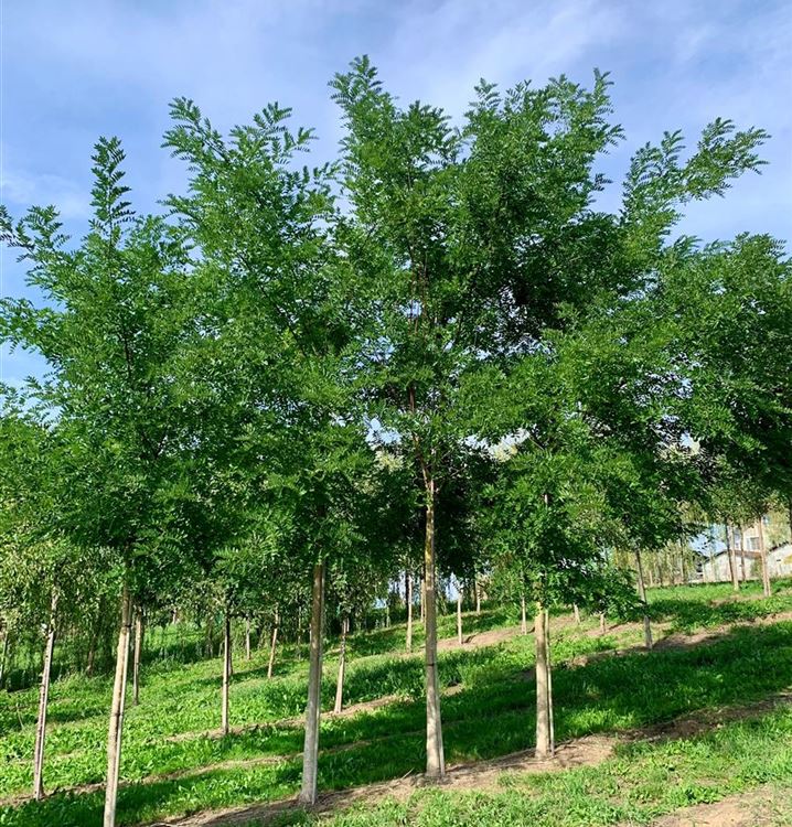 Schnurbaum