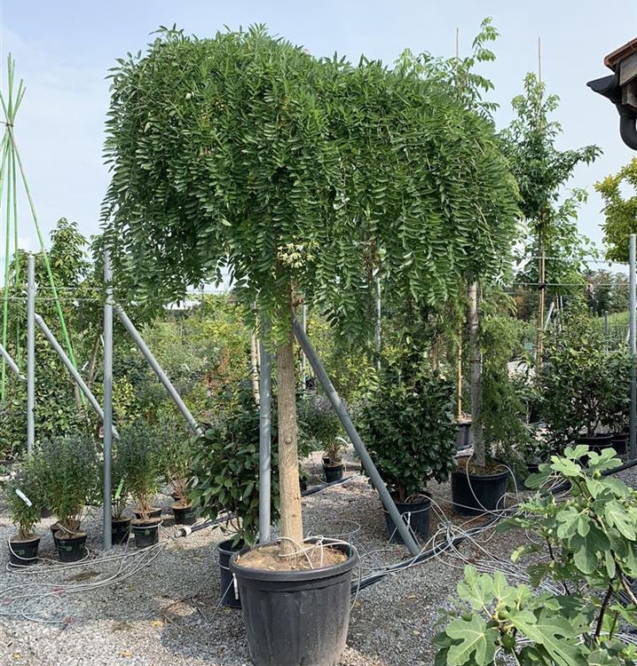 Trauerschnurbaum