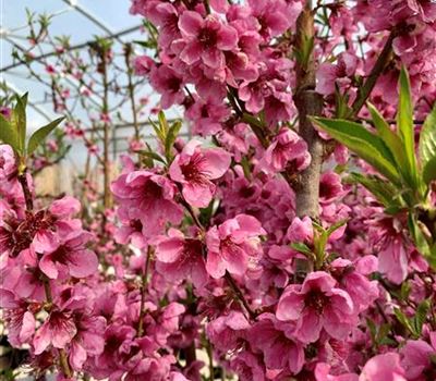 Prunus nucipersica 'Nectared 6'