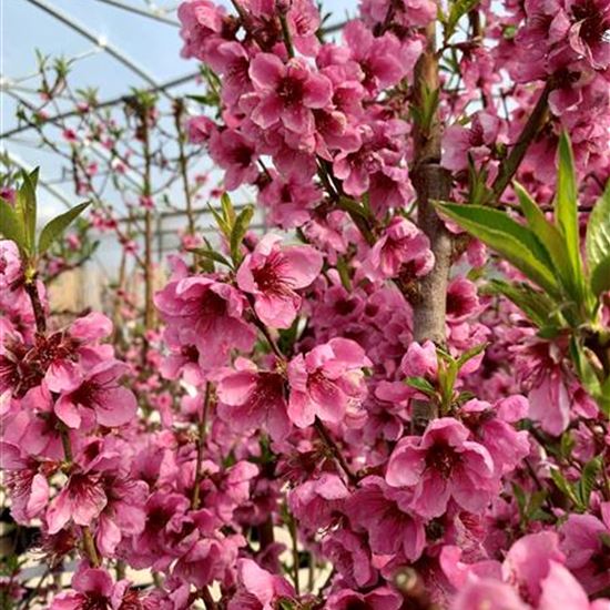 Prunus nucipersica 'Nectared 6'