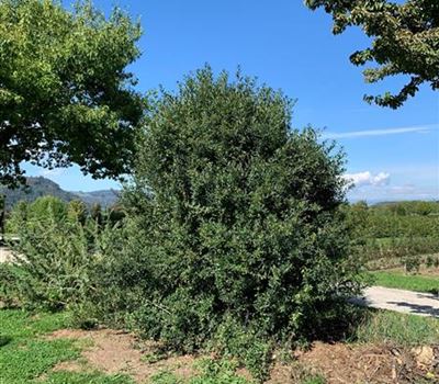 Ligustrum vulgare