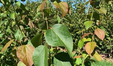 Bildvorschau