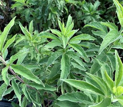 Eupatorium cannabinum