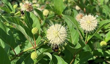 Bildvorschau