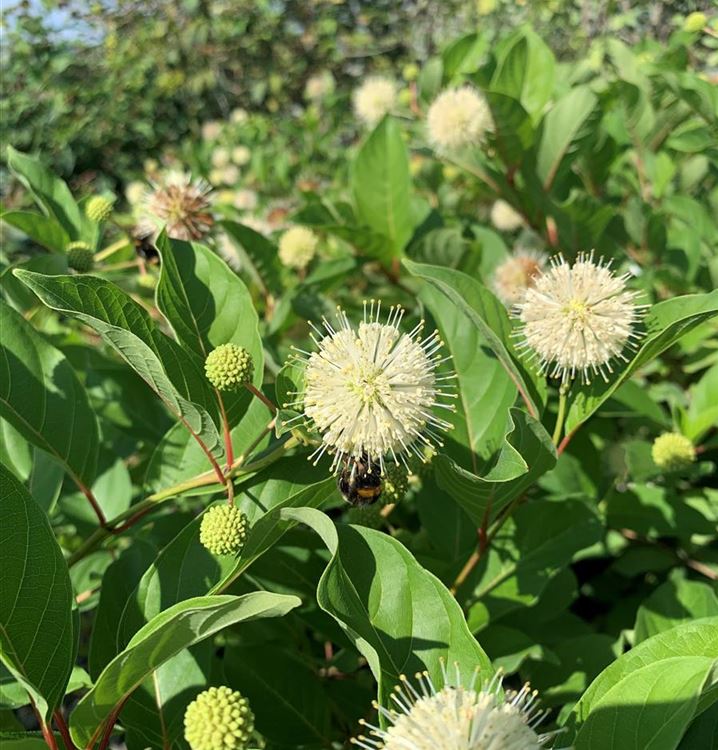 Knopfbusch