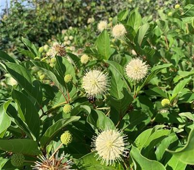 Cephalanthus occidentalis