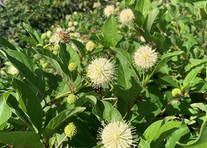 Cephalanthus occidentalis