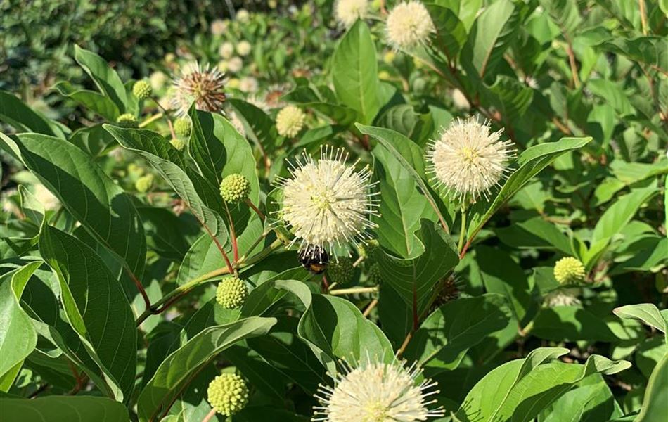 Cephalanthus occidentalis