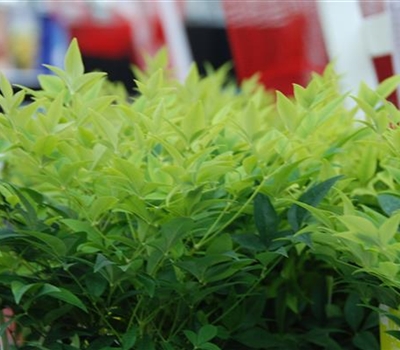 Nandina domestica 'Magical Lemon and Lime'