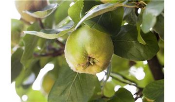 Gartenpflanzen Daepp