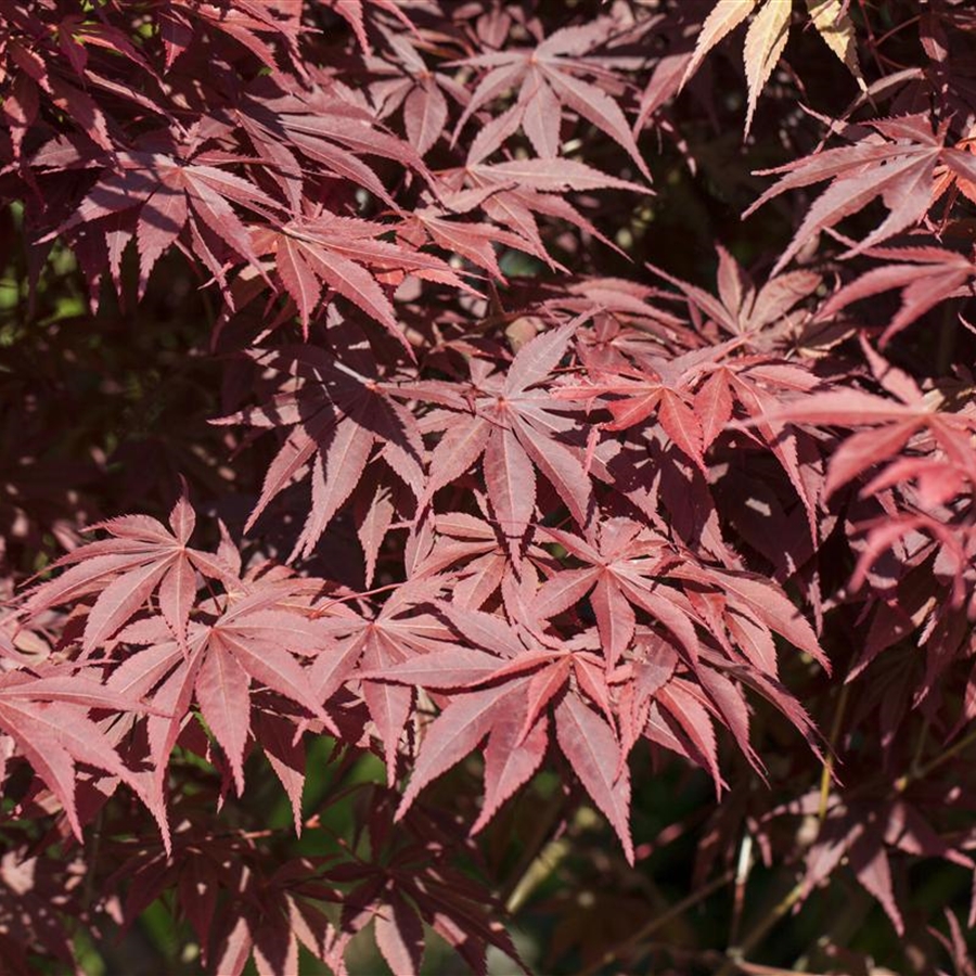 Acer palmatum 'Bloodgood' Acer palmatum 'Bloodgood'