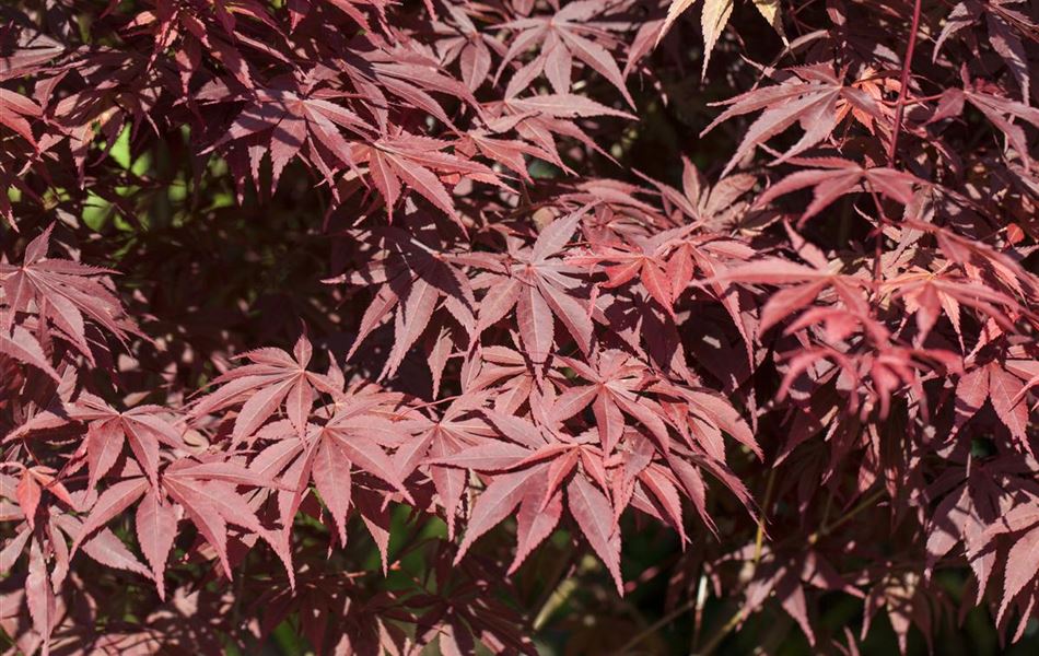 Acer palmatum 'Bloodgood' Acer palmatum 'Bloodgood'