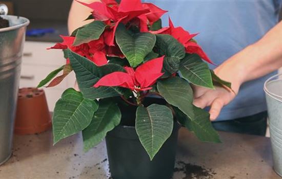 Weihnachtsstern - Einpflanzen in ein Gefäß Weihnachtsstern - Einpflanzen in ein Gefäß