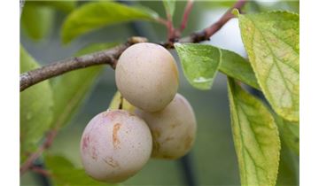 Gartenpflanzen Daepp