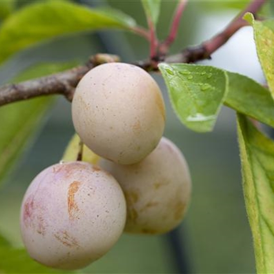 Prunus domestica 'Mirabelle de Nancy'