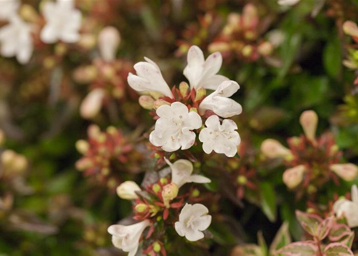 Abelia grandiflora (x) Abelia grandiflora (x)
