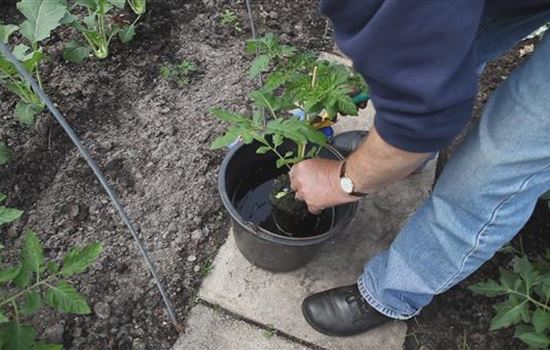 Krankheiten bei Gemüsepflanzen behandeln Krankheiten bei Gemüsepflanzen behandeln