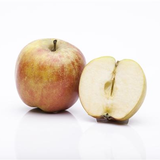 Malus domestica 'Boskoop' Schmitz-Hübsch Malus domestica 'Boskoop' Schmitz-Hübsch