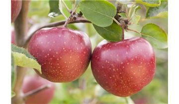 Gartenpflanzen Daepp