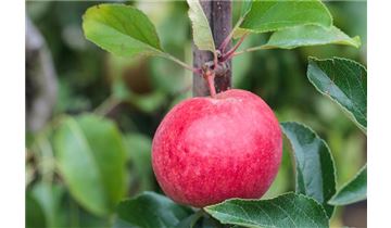 Gartenpflanzen Daepp Gartenpflanzen Daepp