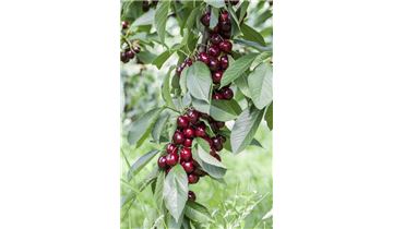 Gartenpflanzen Daepp