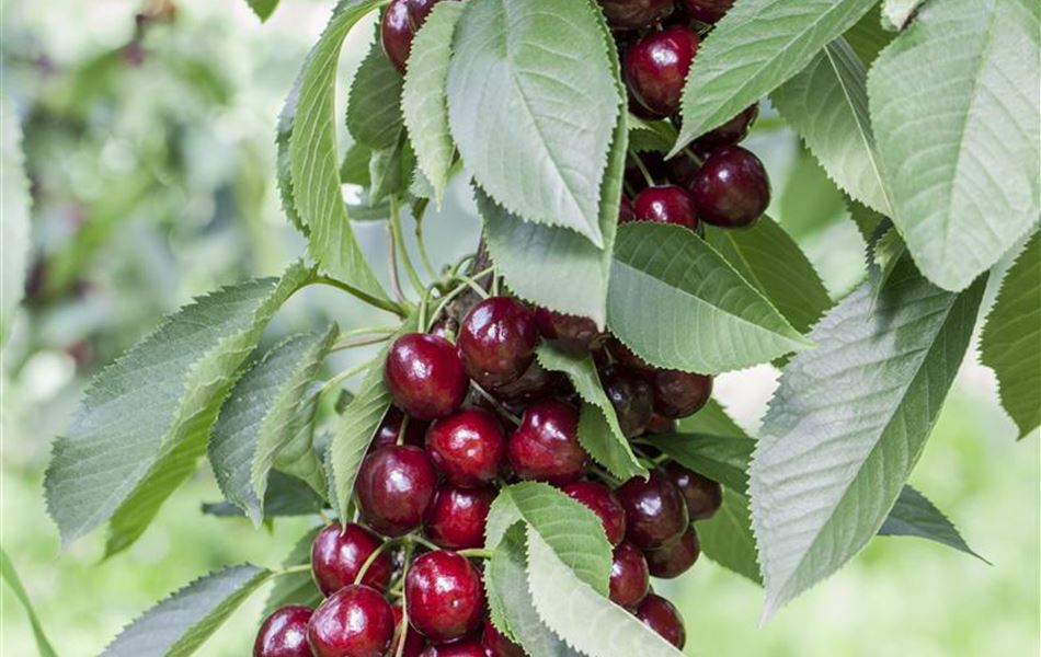 Prunus cerasus 'Jachim'