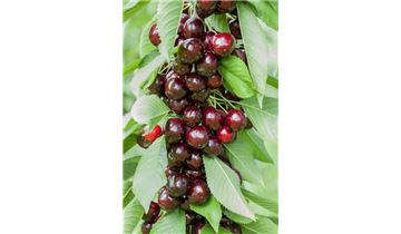 Gartenpflanzen Daepp