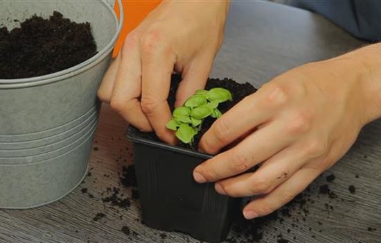 Basilikum - Umtopfen der Anzucht Basilikum - Umtopfen der Anzucht