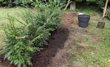 Hecken pflanzen - Vom Facettenreichtum lebendiger Zäune