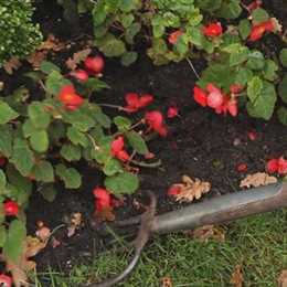 Begonien - Überwintern Begonien - Überwintern