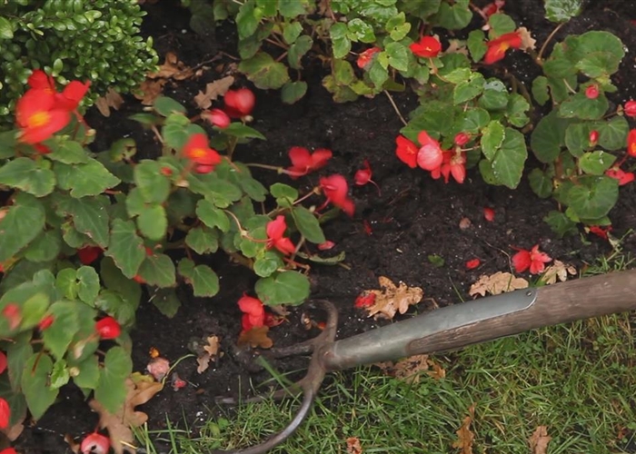 Begonien - Überwintern Begonien - Überwintern