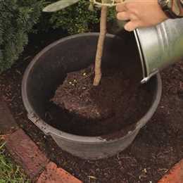 Olivenbaum - Überwintern Olivenbaum - Überwintern