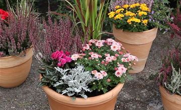 Die Balkonkästen im November