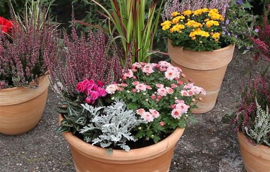 Die Balkonkästen im November Die Balkonkästen im November