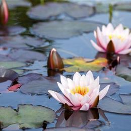 Frostempfindliche Wasserpflanzen schützen Frostempfindliche Wasserpflanzen schützen