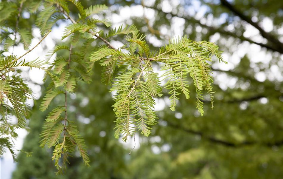Metasequoia glyptostroboides Metasequoia glyptostroboides