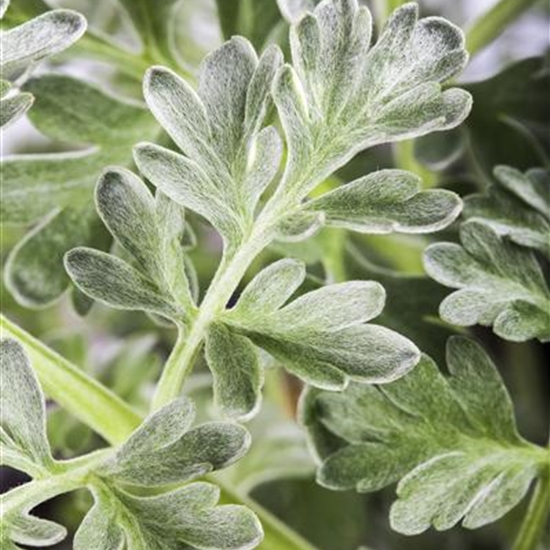 Artemisia absinthium Artemisia absinthium