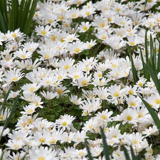 Anemone blanda 'White Splendour' Anemone blanda 'White Splendour'