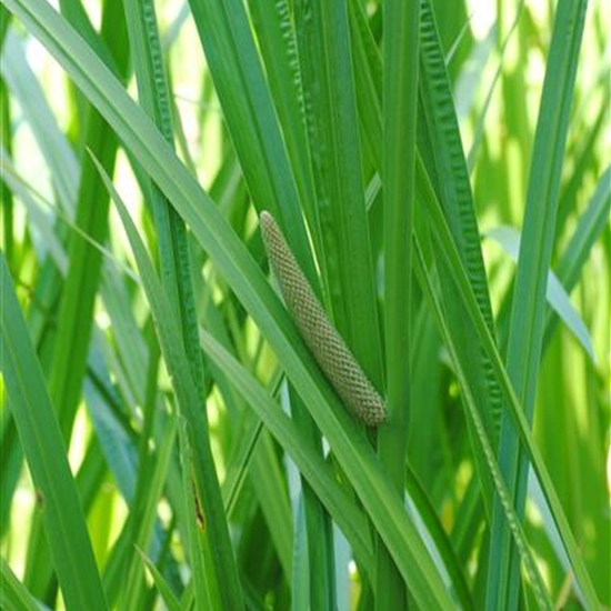 Acorus calamus Acorus calamus