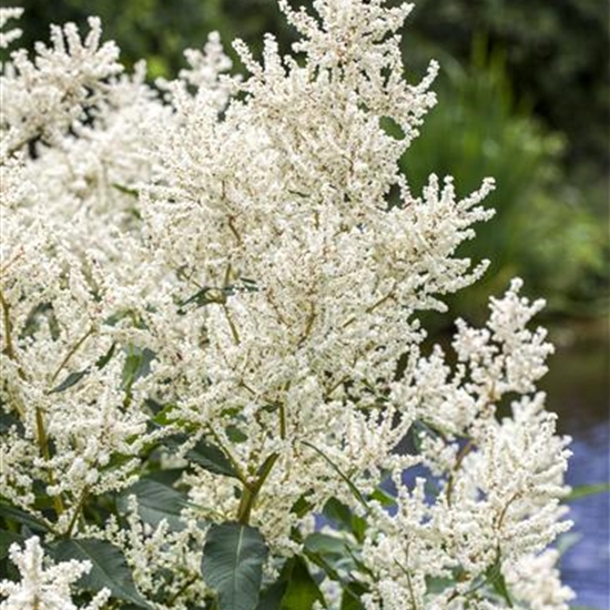 Aruncus dioicus Aruncus dioicus