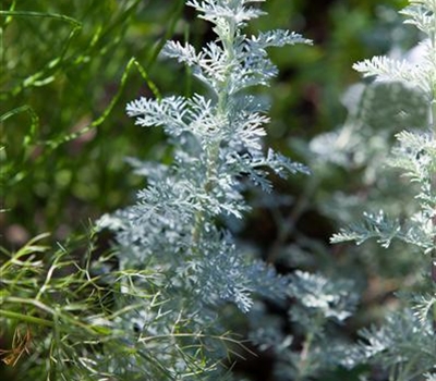 Artemisia schmidtiana 'Nana'