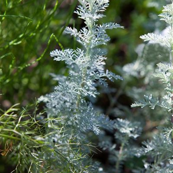 Artemisia schmidtiana 'Nana' Artemisia schmidtiana 'Nana'